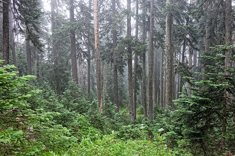 PCT-Pacific-Crest-Trail-Forest-Rain