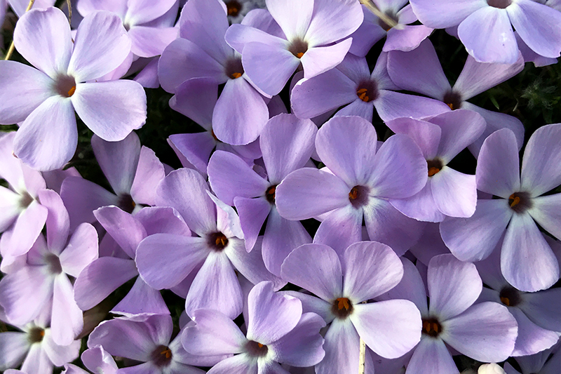 phlox