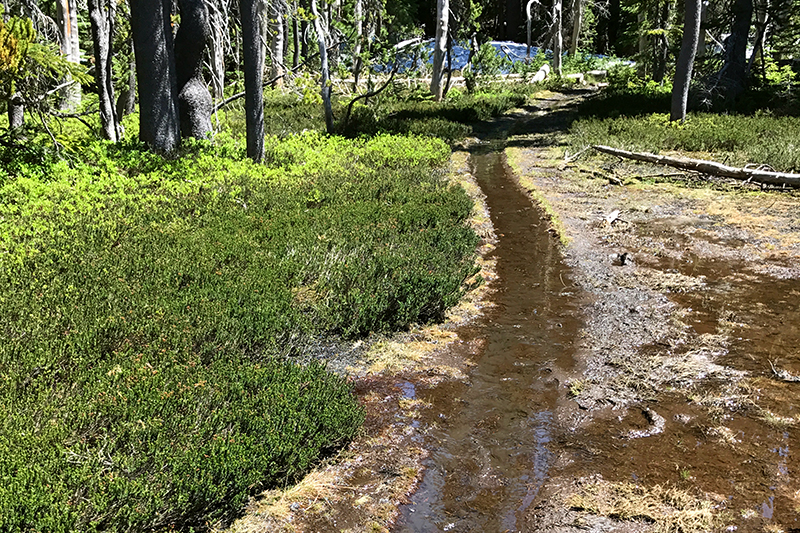 wet trail