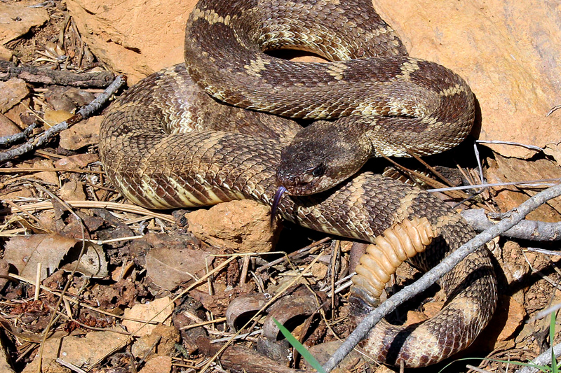 northern pacific rattlesnake