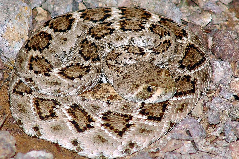 western rattlesnake