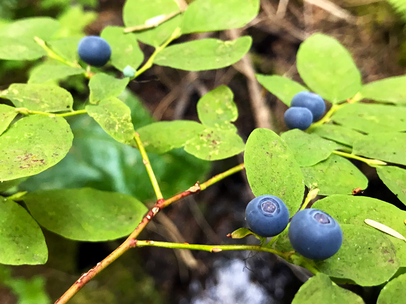 huckleberries