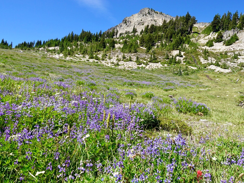 park butte, tami asars