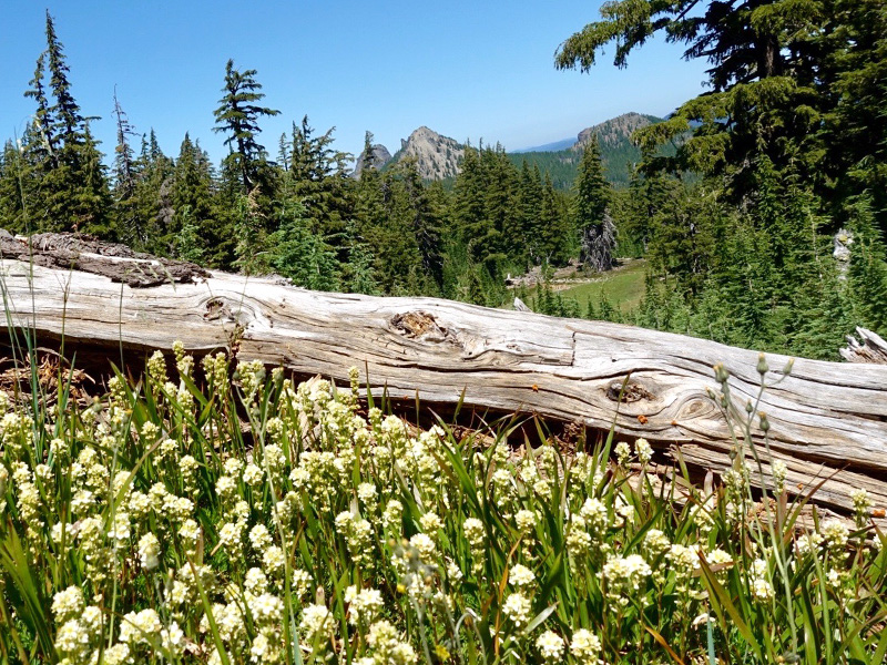 Summer wildflowers in the Diamond Peak Wilderness, by Tami Asars.