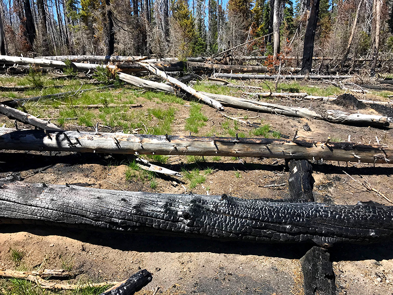 Recent burn areas are littered with downed trees and debris, like this stretch of trail in the Oregon Desert.